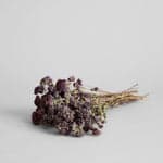 Dried Purple Blooming Oregano - Bloomist