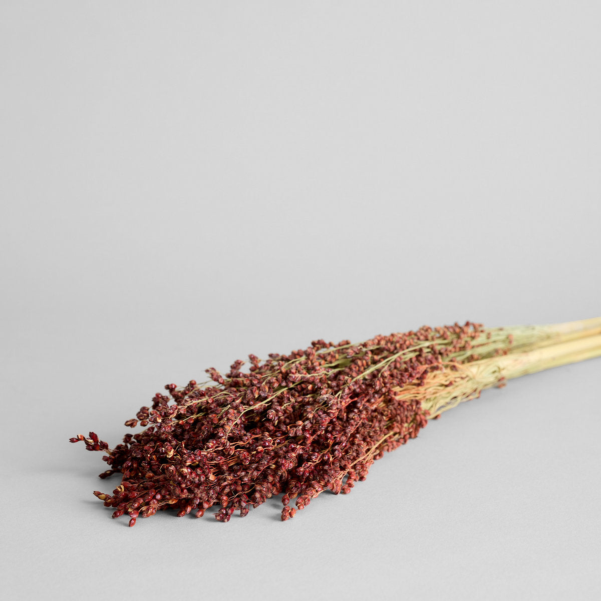 Dried Red Broom Corn