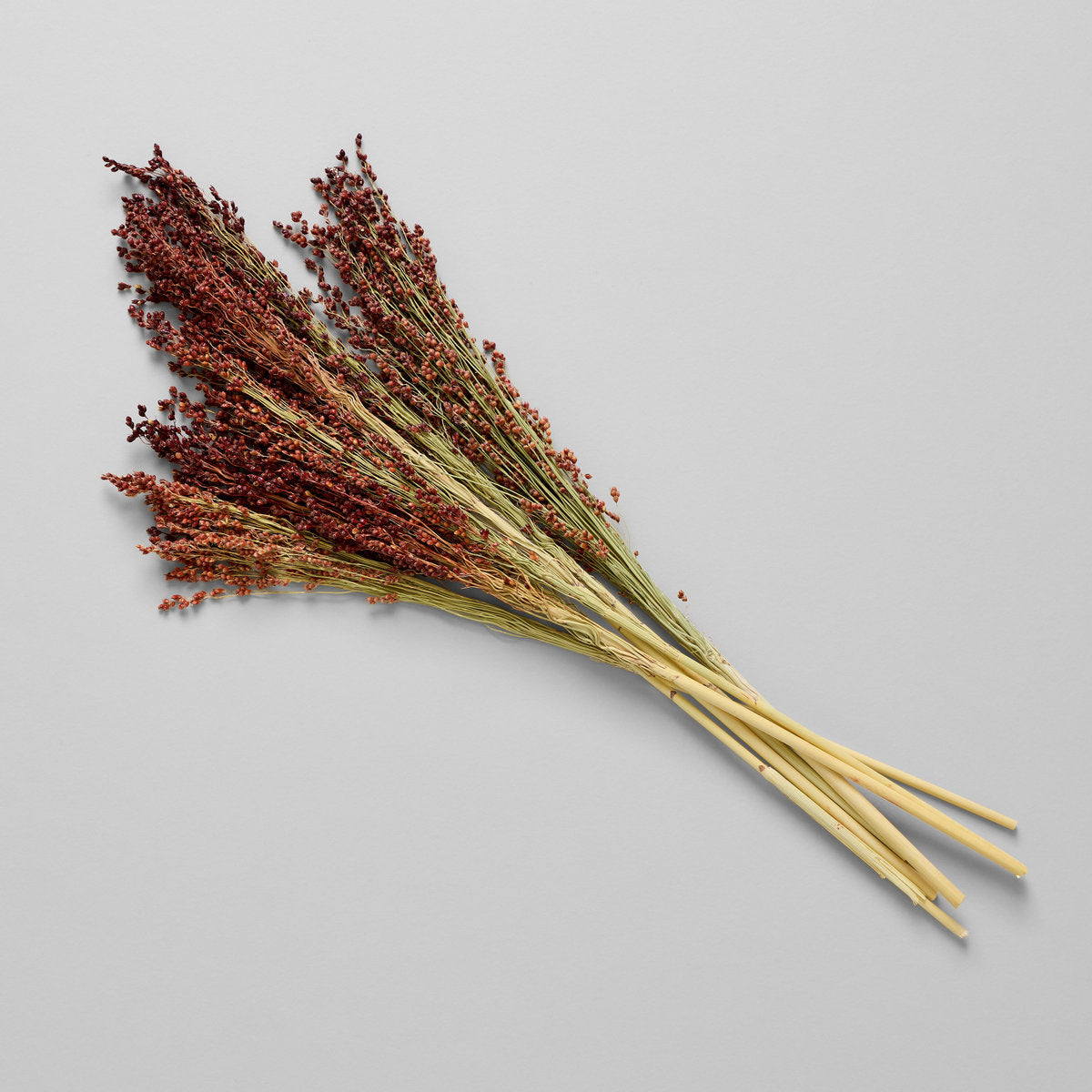 Dried Red Broom Corn