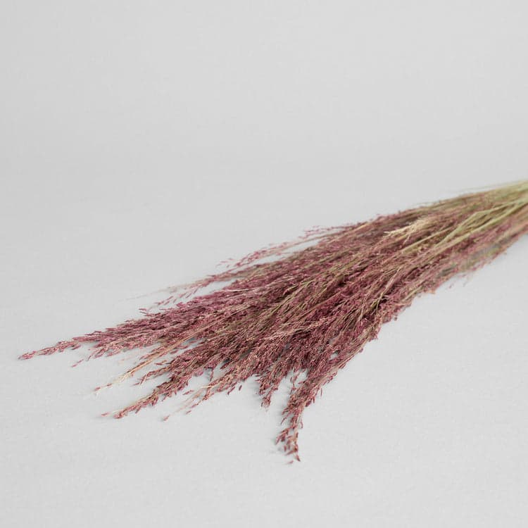 Dried Ruby Silk Grass - Bloomist