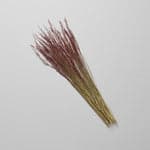 Dried Ruby Silk Grass - Bloomist