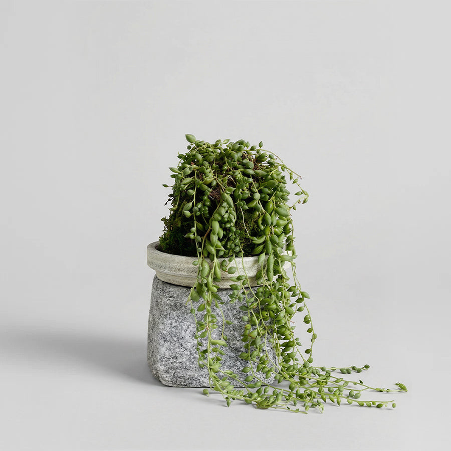 String of Pearls Kokedama - Thumbnail 2