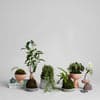 Staghorn Fern Kokedama - Bloomist