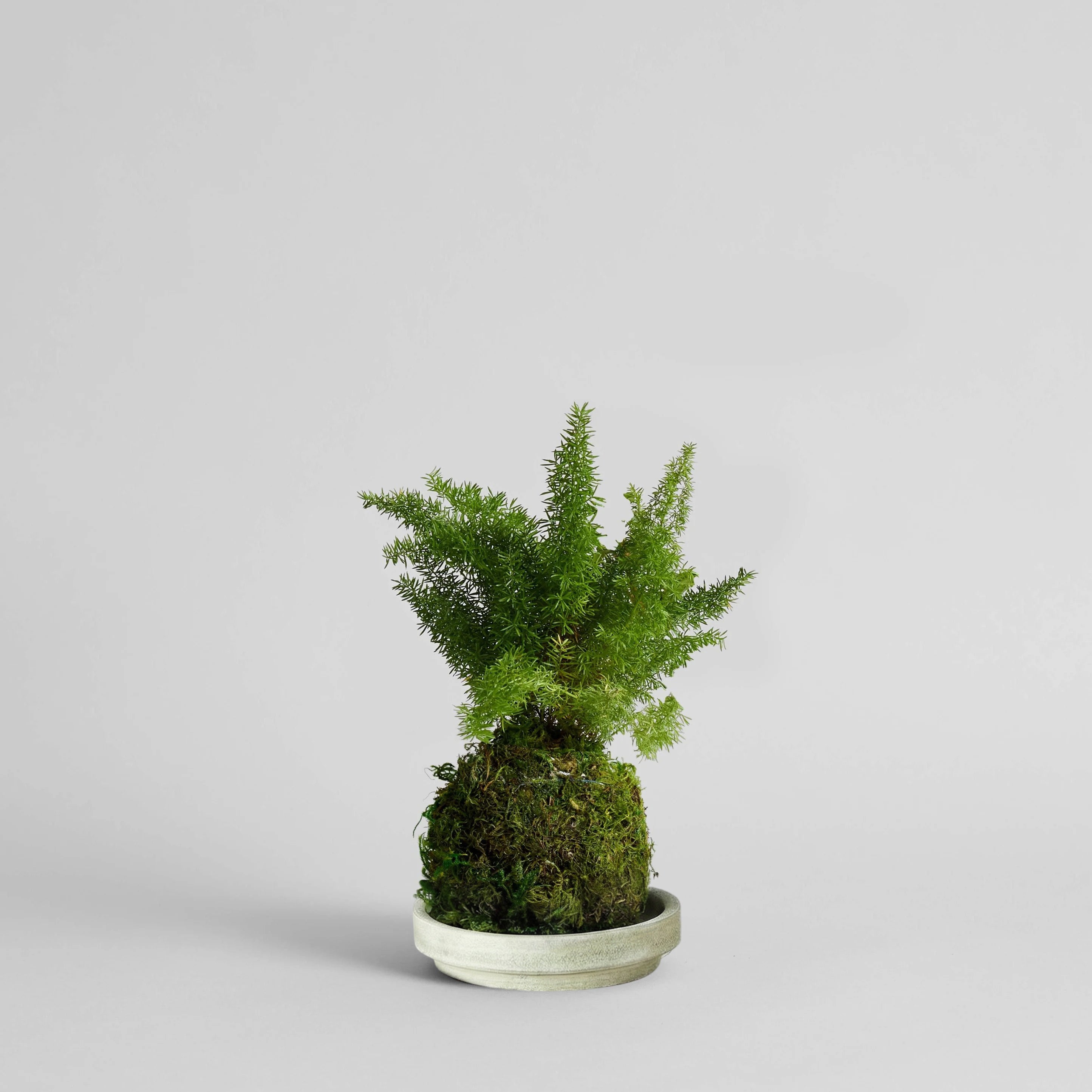 Asparagus Fern Kokedama