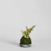 Variegated Elephant Bush Kokedama - Bloomist