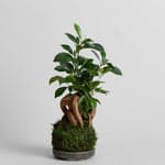Ficus Bonsai Kokedama - Bloomist