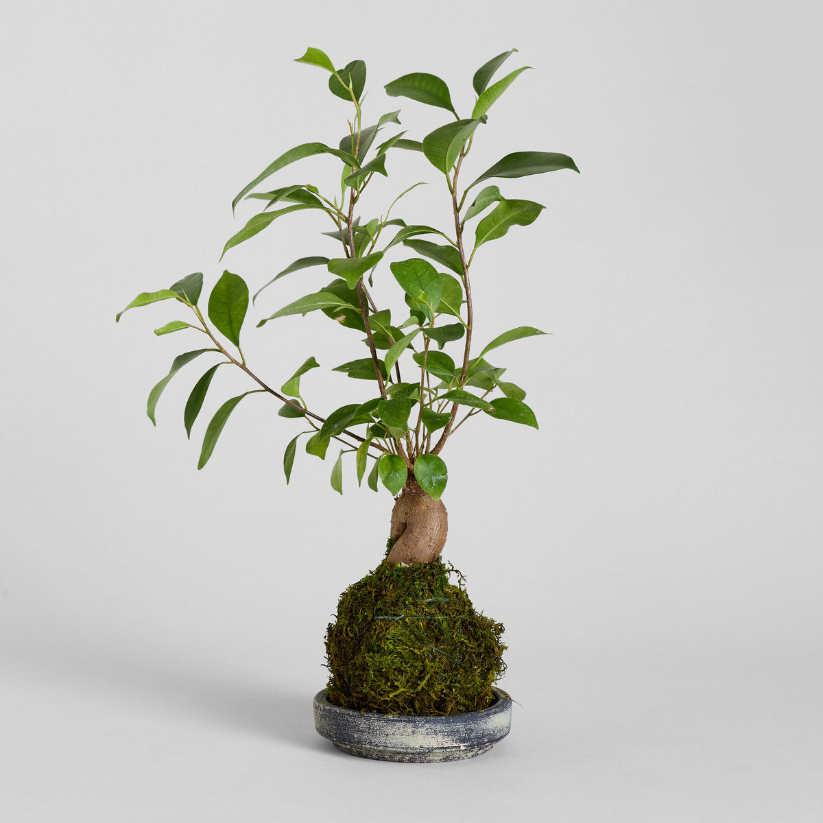kokedama bonsai tree Ficus Bonsai Kokedama