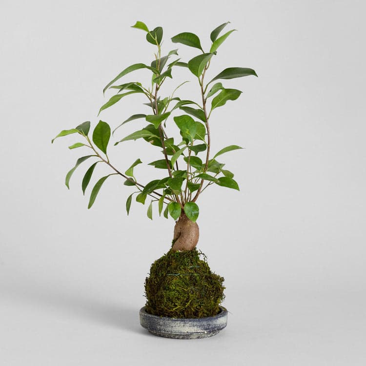Ficus Bonsai Kokedama - Bloomist