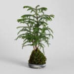 Norfolk Pine Kokedama - Bloomist