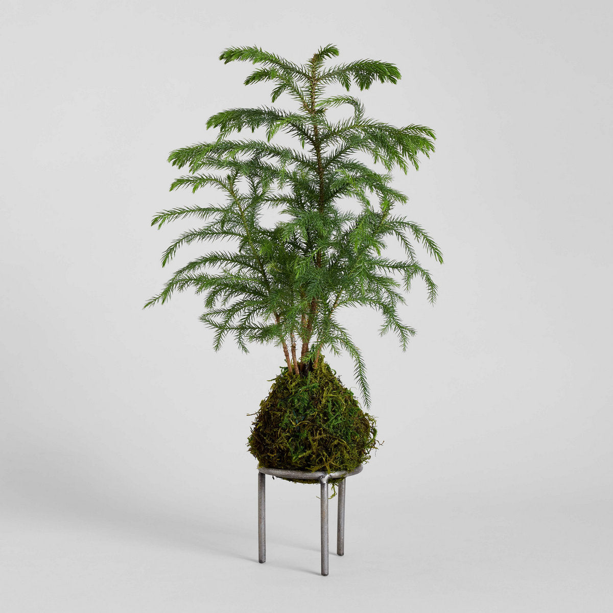 house pine plant Norfolk Pine Kokedama