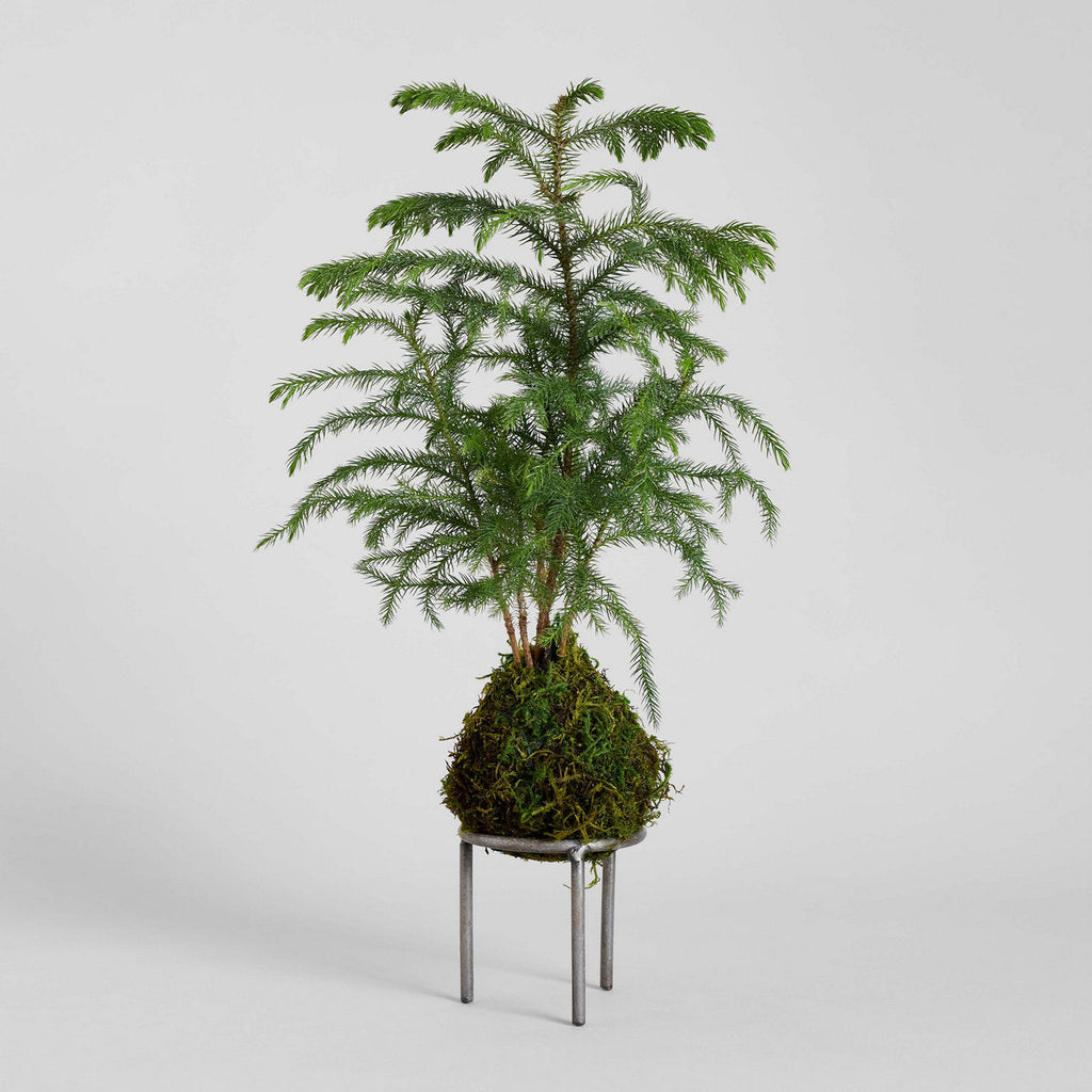 Norfolk Pine Kokedama - Bloomist