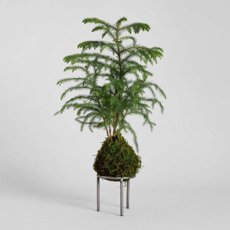 Norfolk Pine Kokedama - Bloomist