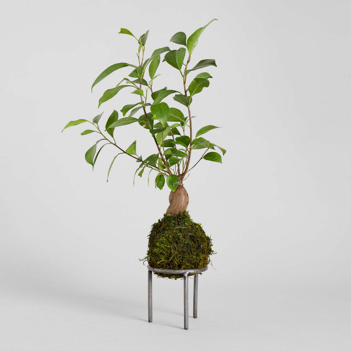 bugaboo bonsai Ficus Bonsai Kokedama
