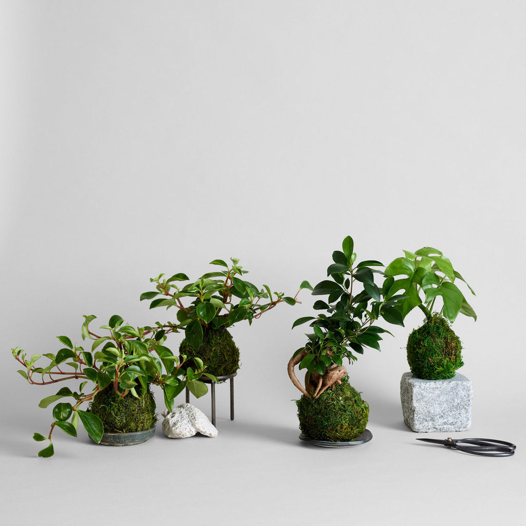 Split Leaf Monstera Kokedama - Bloomist