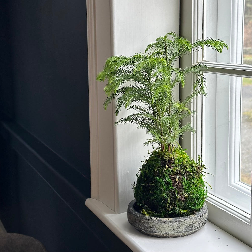 pine indoor plant Norfolk Pine Kokedama