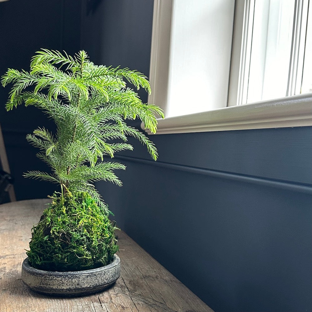 Norfolk Pine Kokedama - Bloomist