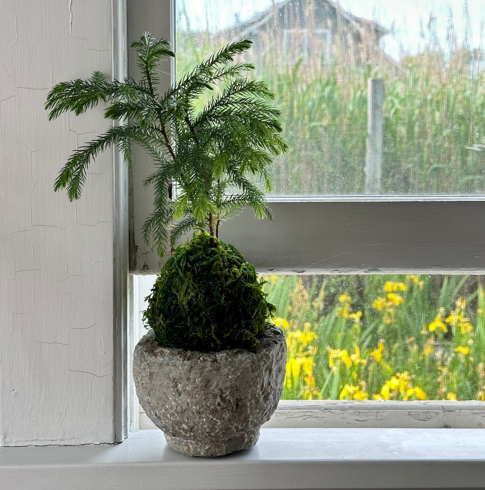 norfolk island pine bonsai tree Norfolk Pine Kokedama