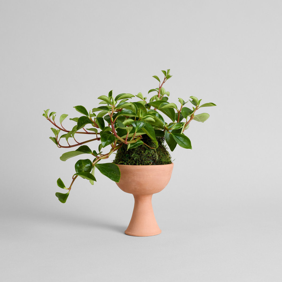 Peperomia 'Glabella' Kokedama - Thumbnail 2