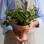 Goblet Terra Cotta Planter - Bloomist