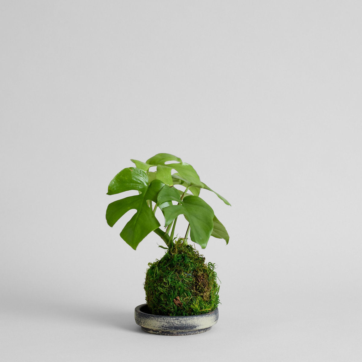 bonsai monstera Split Leaf Monstera Kokedama