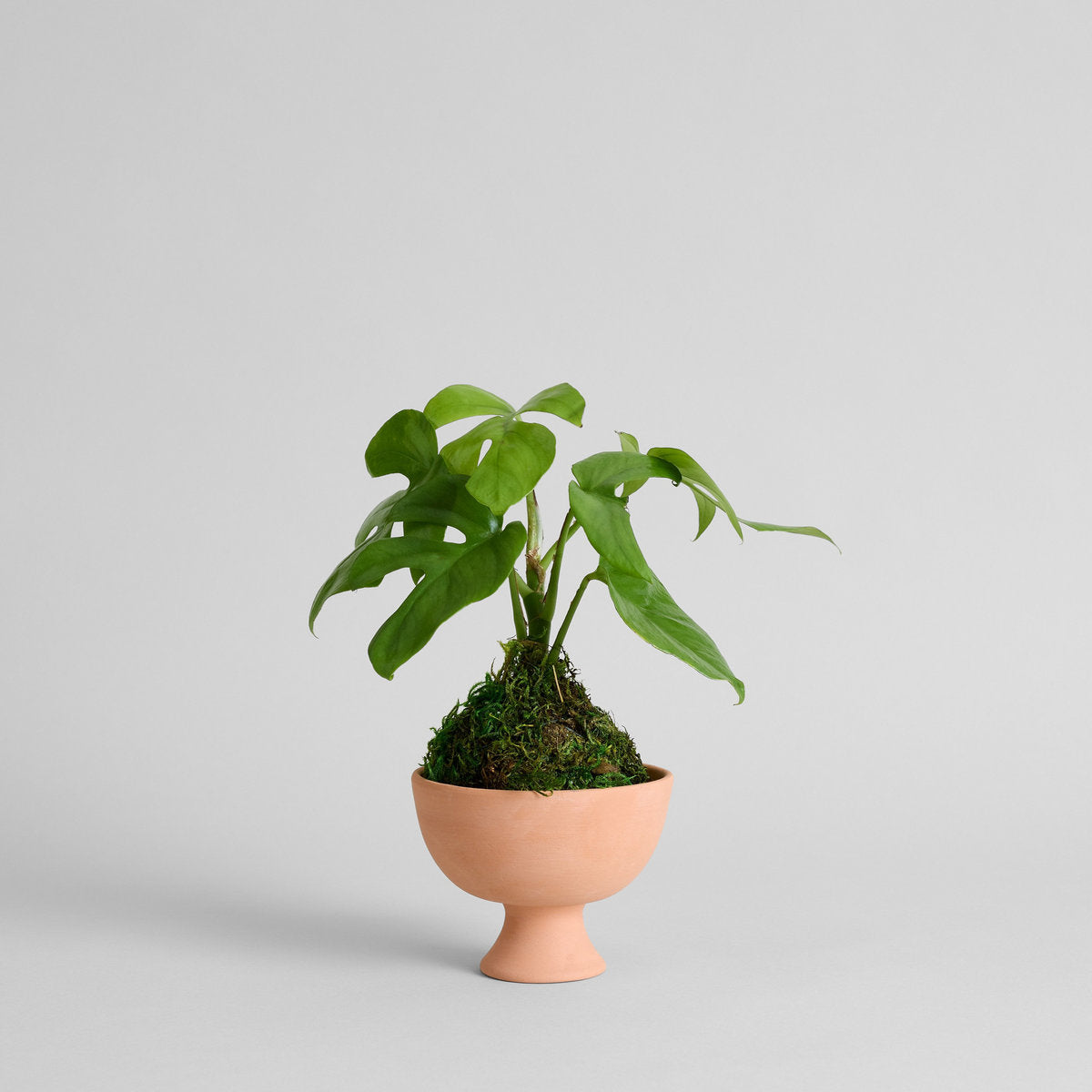 monstera deliciosa kokedama Split Leaf Monstera