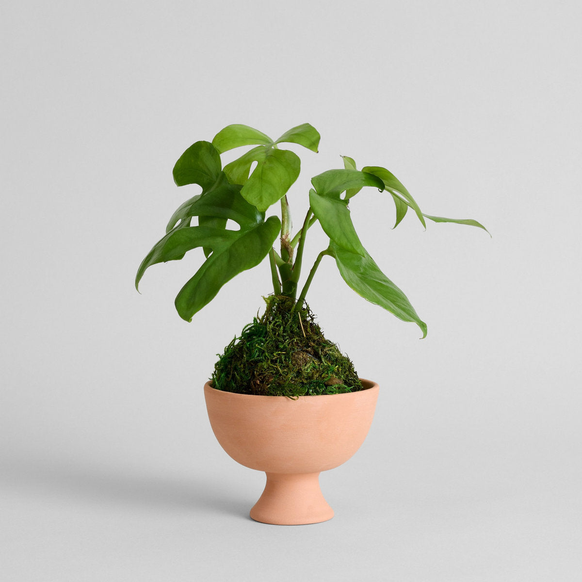Goblet Terra Cotta Planter - Bloomist