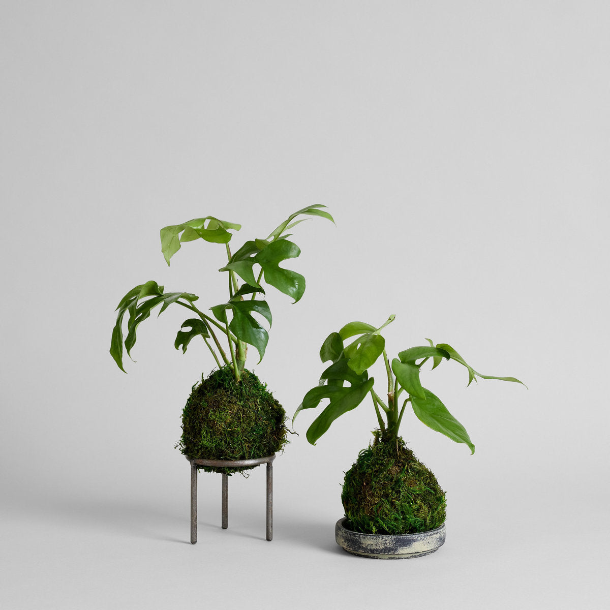 Split Leaf Monstera Kokedama - Thumbnail 5