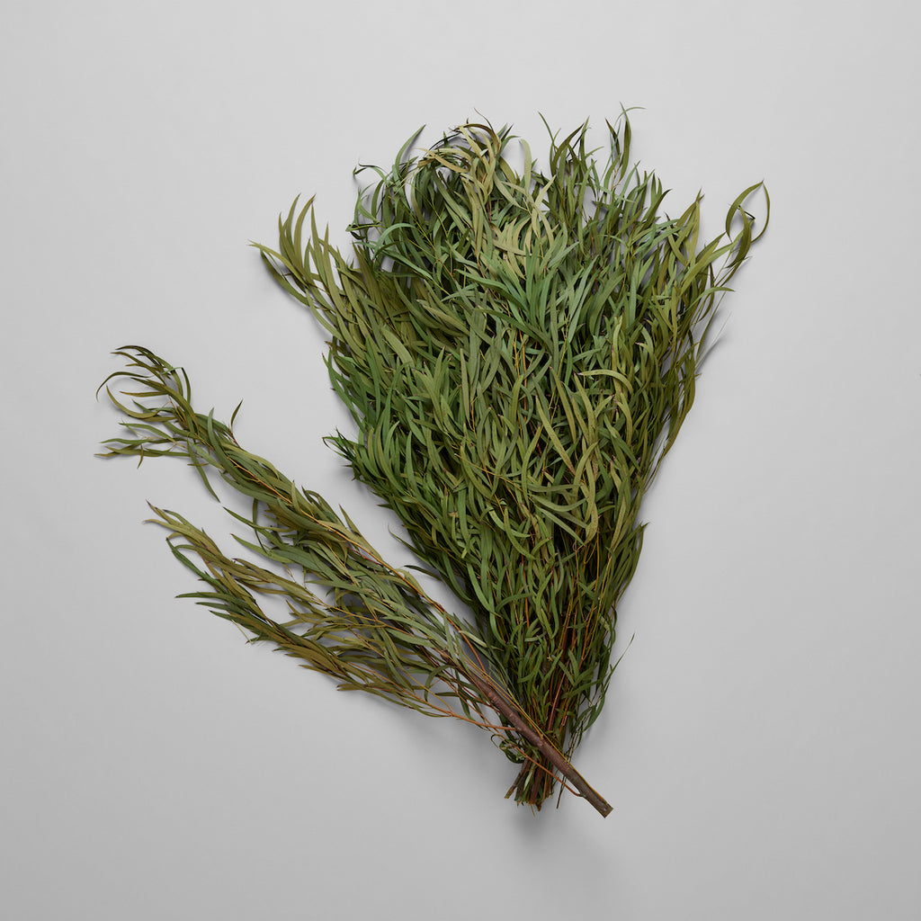 Preserved Seeded Feathered Willow - Bloomist