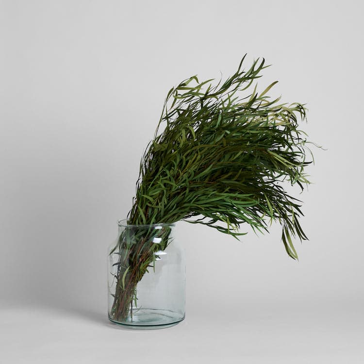 Preserved Seeded Feathered Willow