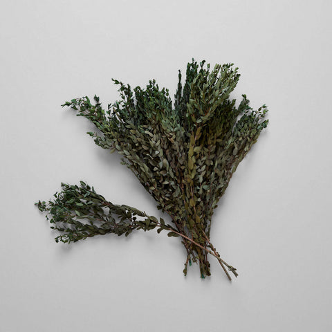 Preserved Parvafolia - Bloomist