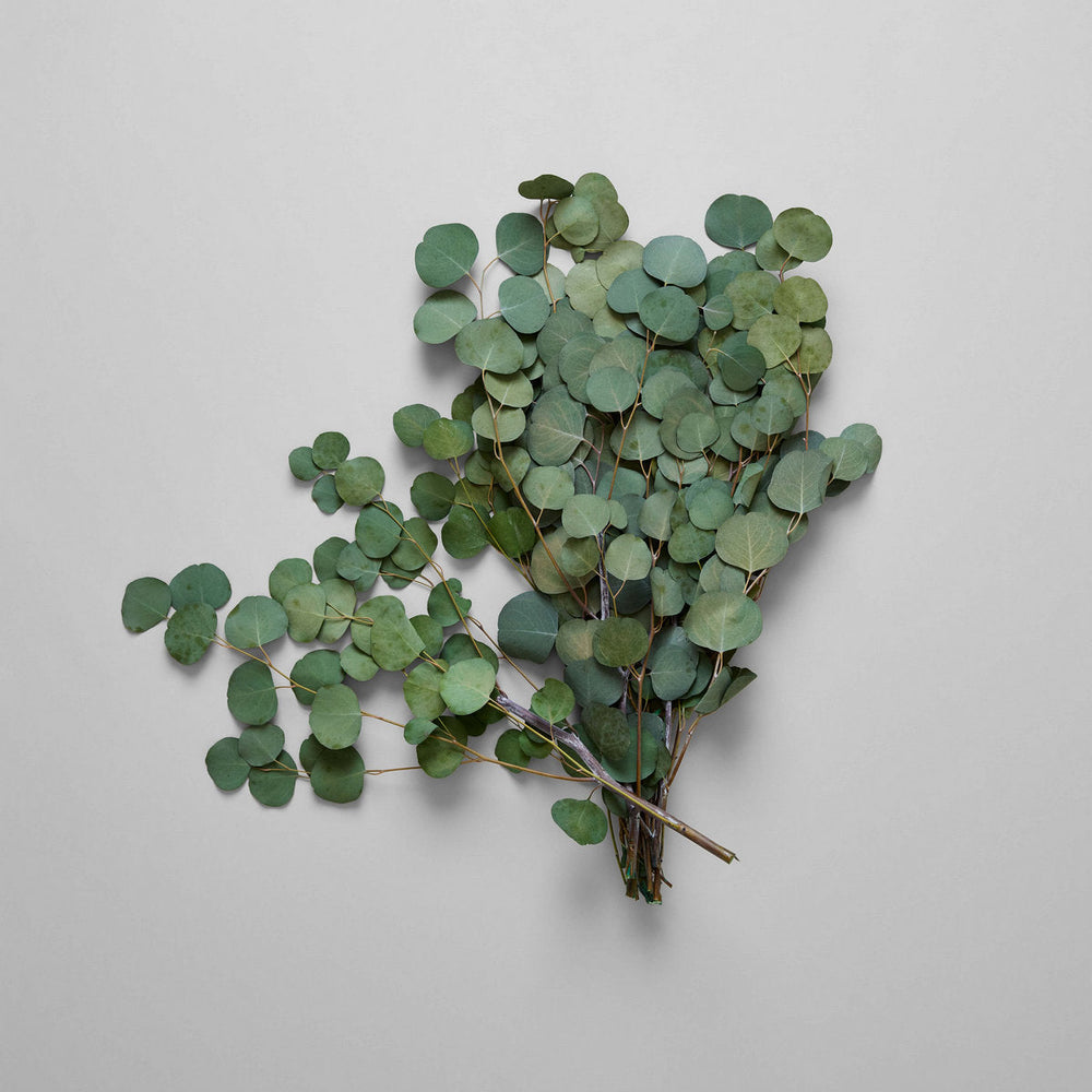 Preserved Silver Dollar Eucalyptus - Bloomist