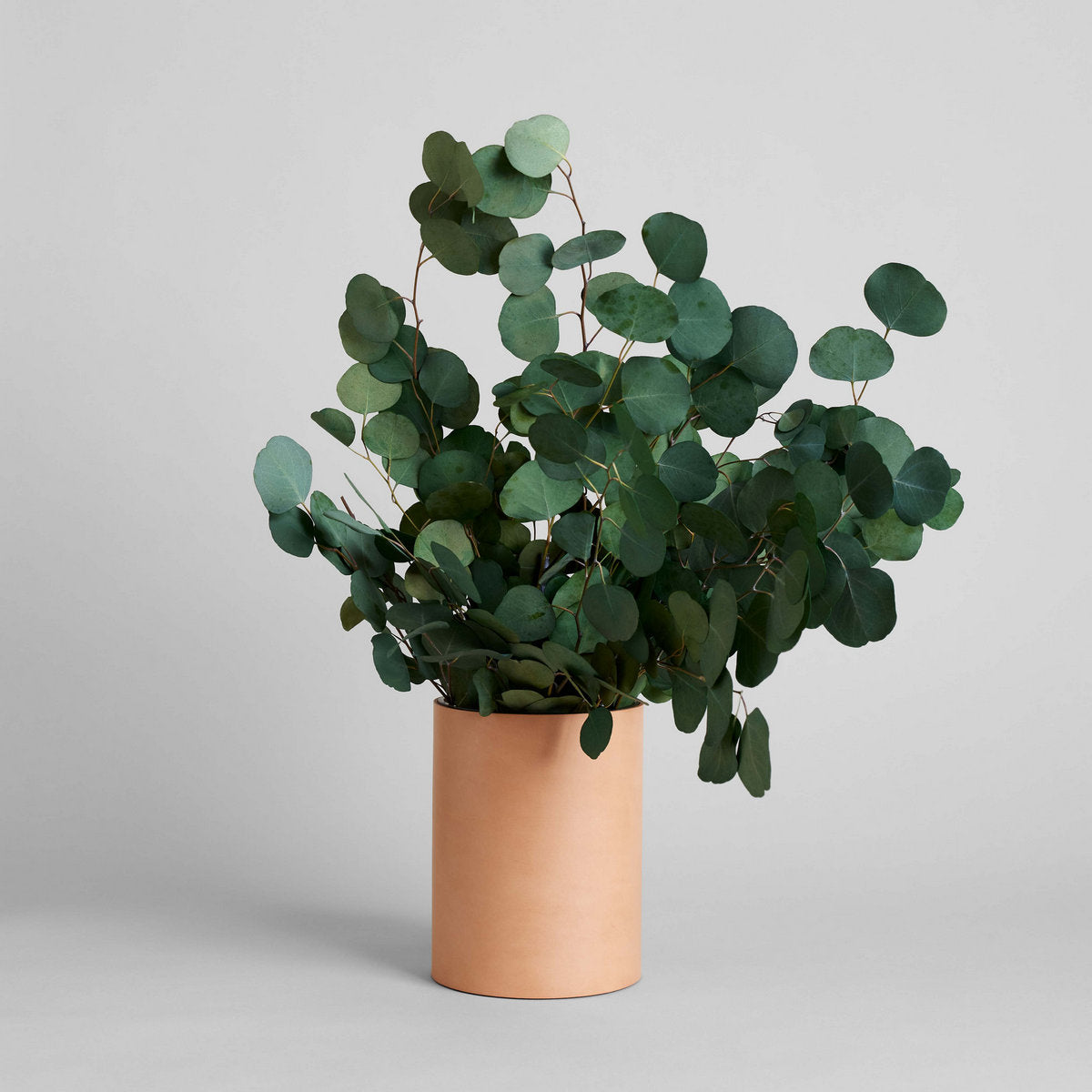 Preserved Silver Dollar Eucalyptus - Thumbnail 2