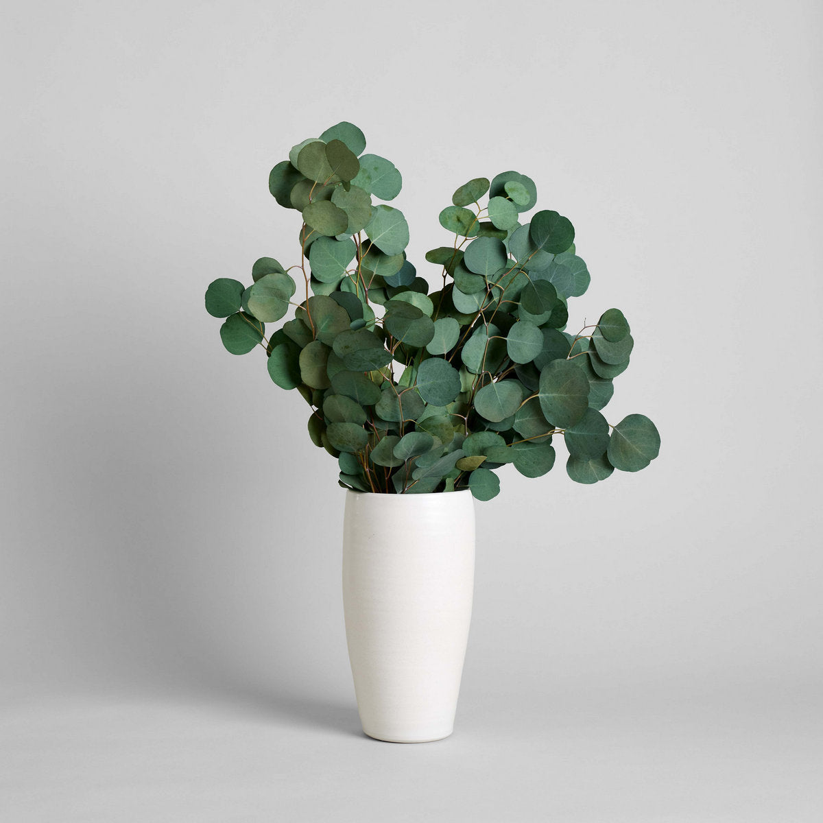silver dollar eucalyptus potted plant Preserved Silver Dollar Eucalyptus