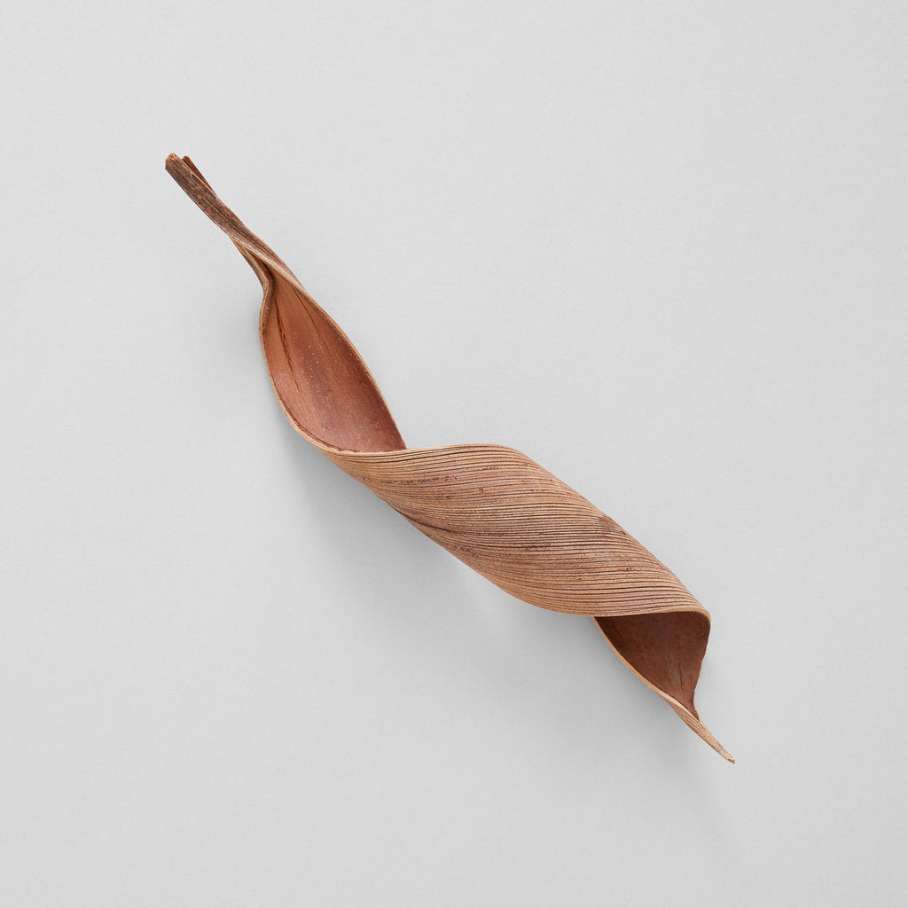 Natural Coco Paddles - Bloomist