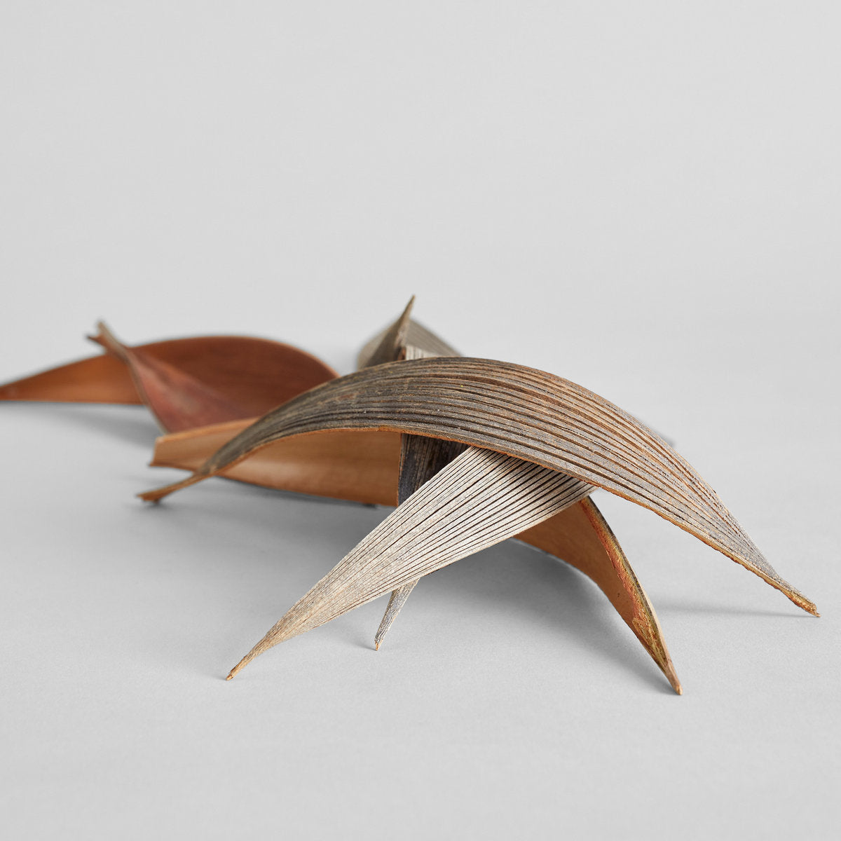 Dried palm paddles with natural curve displaying elongated shape on gray background