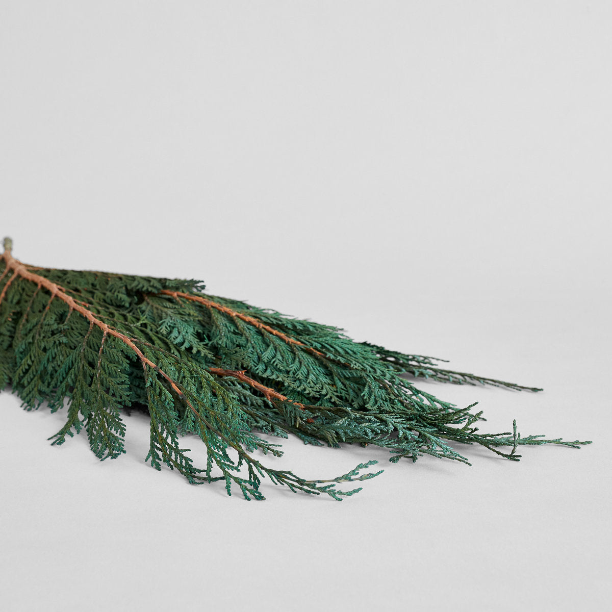 Preserved Cedar - Thumbnail 4