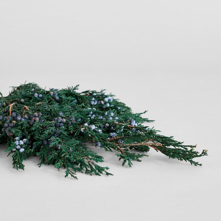 Preserved Juniper With Berries