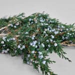 Preserved Juniper With Berries
