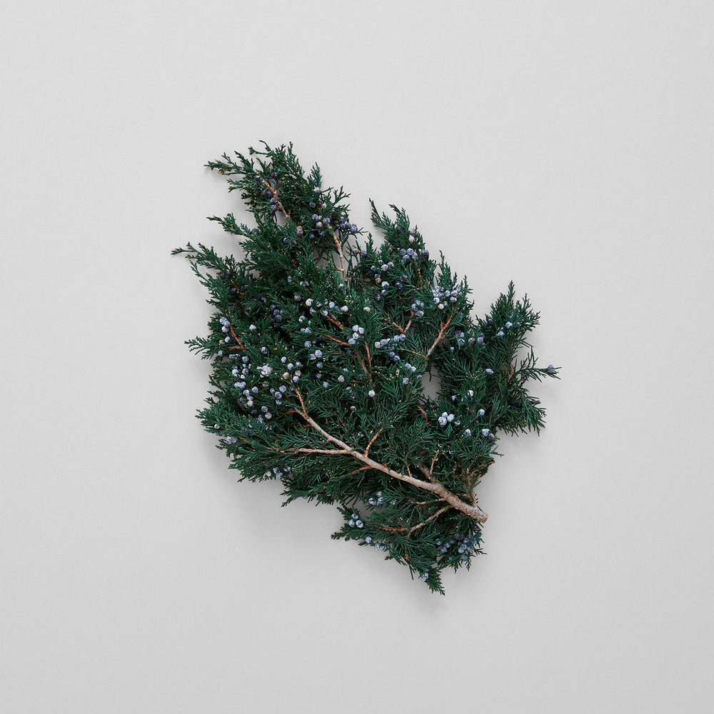 Preserved Juniper With Berries - Bloomist