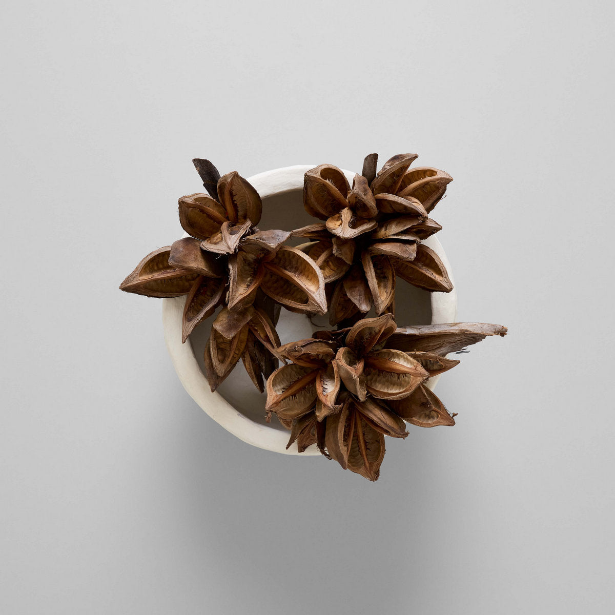 Dried Natural Star Pods - Thumbnail 2