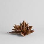 Dried Natural Star Pods - Bloomist