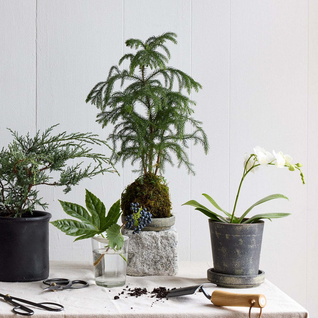 Norfolk Pine Kokedama - Bloomist