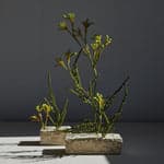 EcoFaux Spiny Amaranthus Stem - Bloomist
