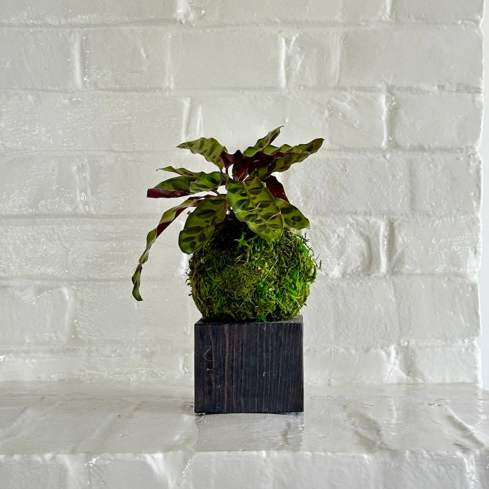 Bloomist Calathea Rattlesnake Kokedama - Thumbnail 5
