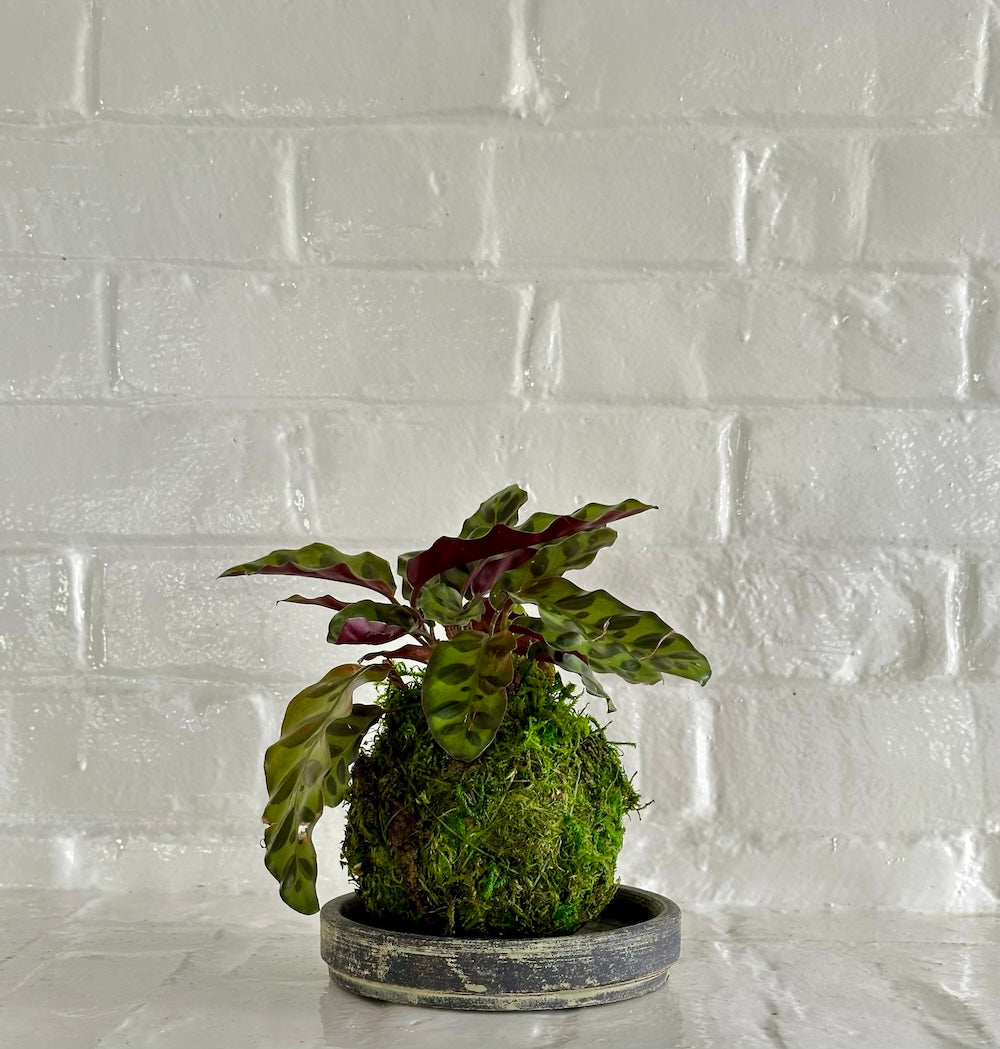 rattlesnake prayer plant Calathea Rattlesnake Kokedama
