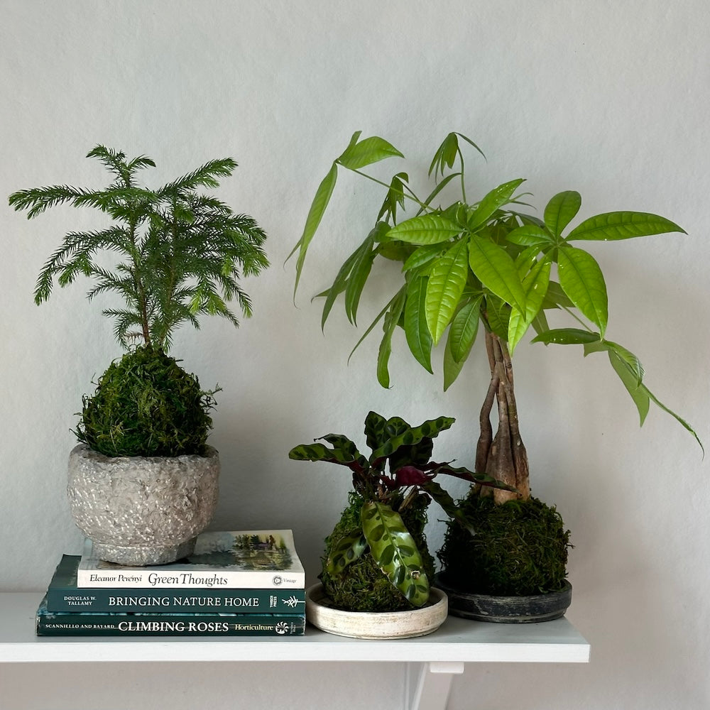 Calathea Rattlesnake Kokedama