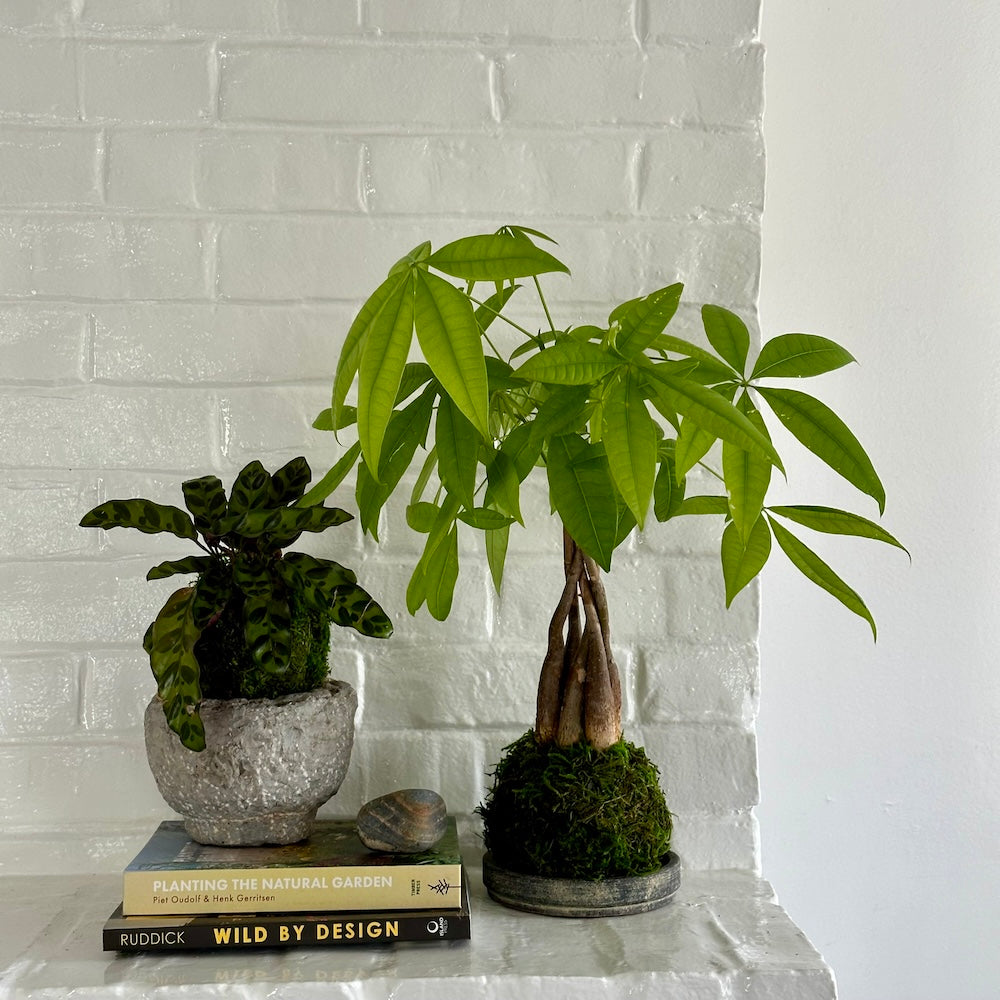 Calathea Rattlesnake Kokedama