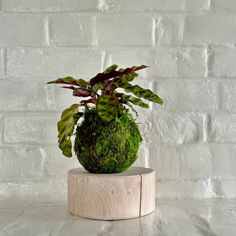 kokedama snake plant Rattlesnake Kokedama