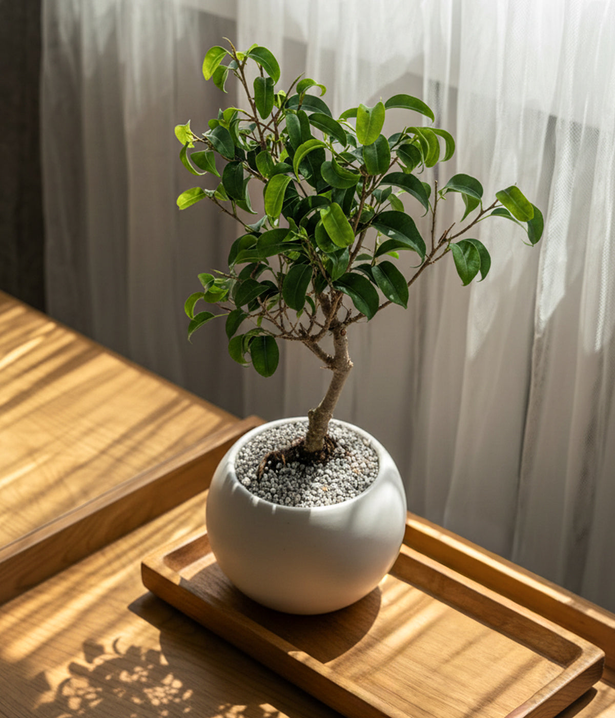 banyan tree bonsai for sale Dwarf Banyan Bonsai Tree
