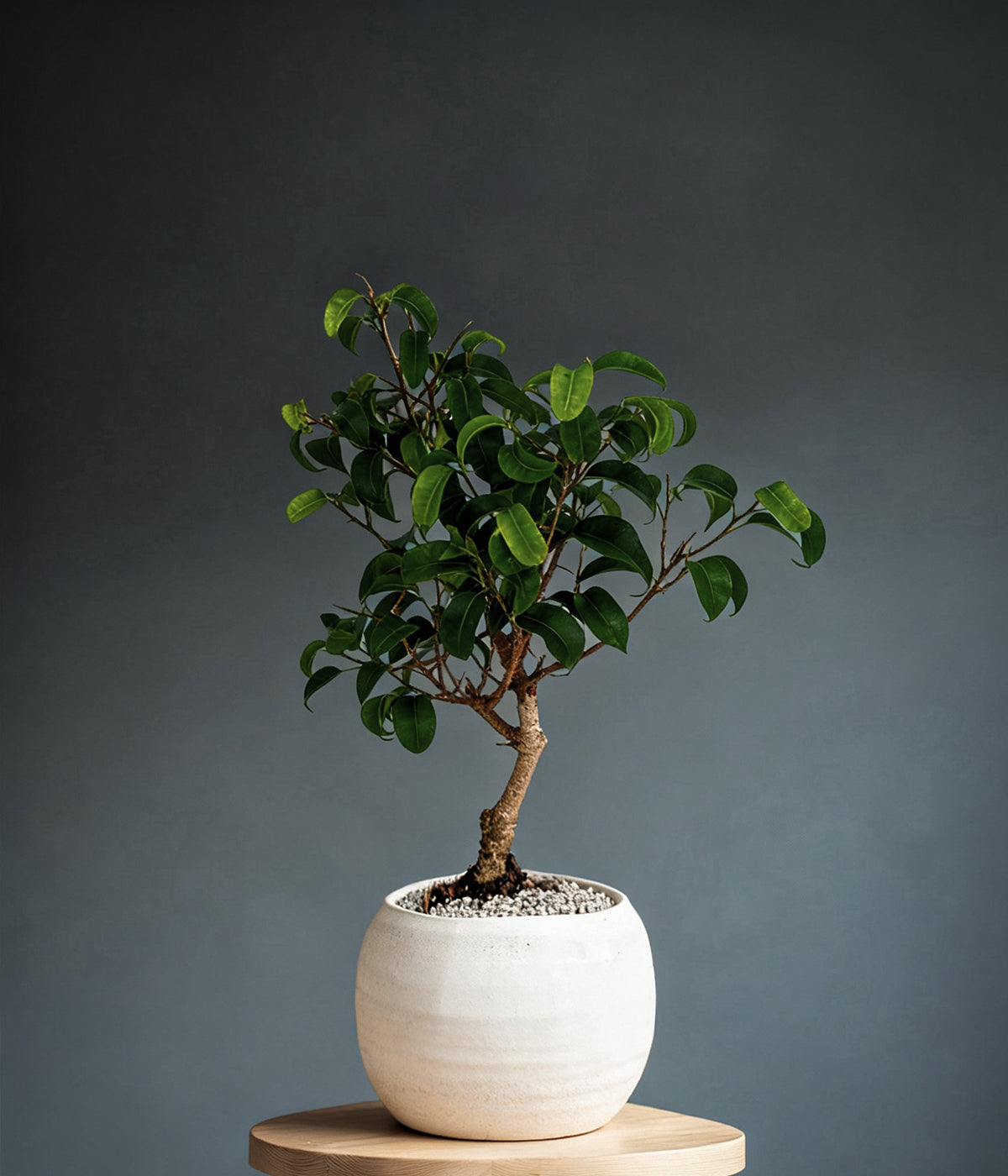 bonsai indoor plant with textured leaf canopy ideal for bright indoor spaces